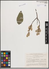 Foto von Salix cinerea L.